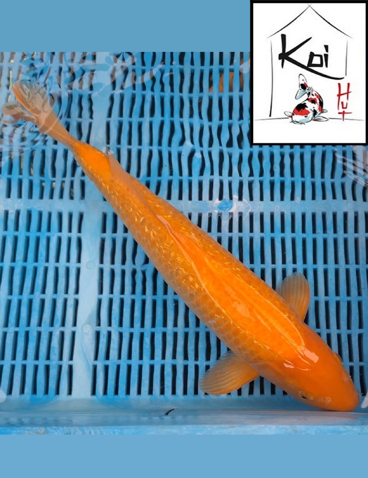 0054 - Ginrin Orenji Ogon