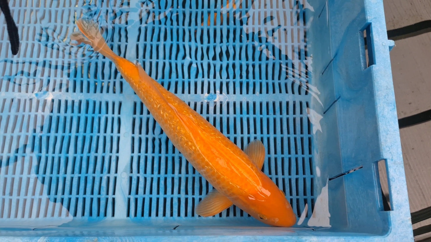 0054 - Ginrin Orenji Ogon