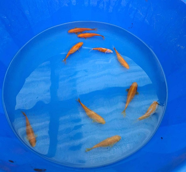 Canary Yellow Goldfish