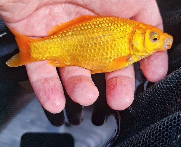 Canary Yellow Goldfish
