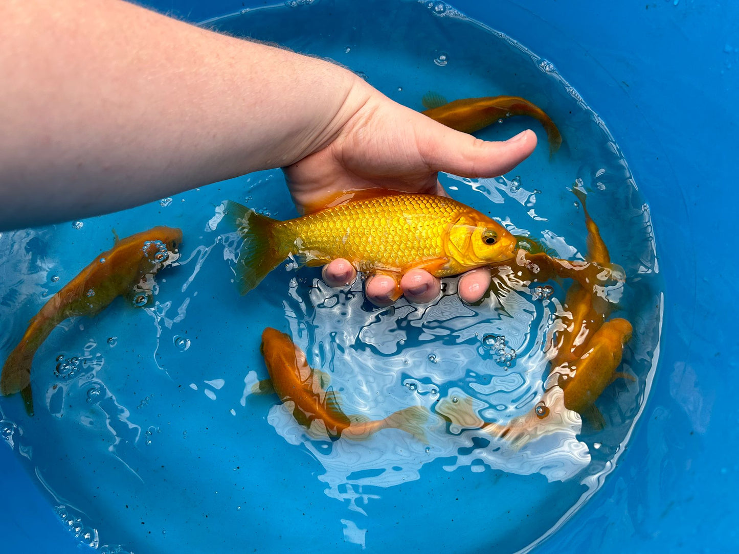 Canary Yellow Goldfish