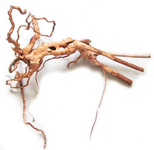 Azalea Root