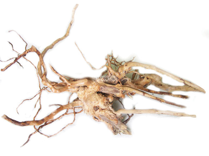 Azalea Root
