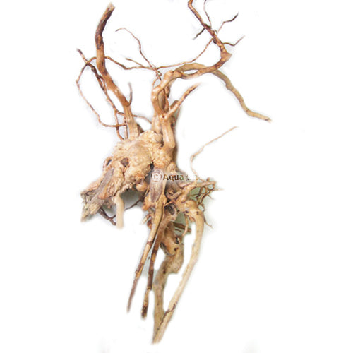 Azalea Root
