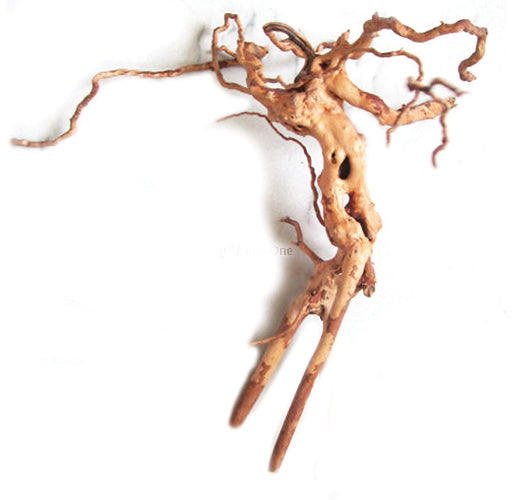 Azalea Root
