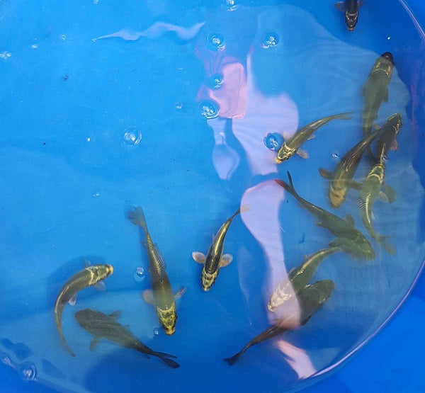 Ghost Koi