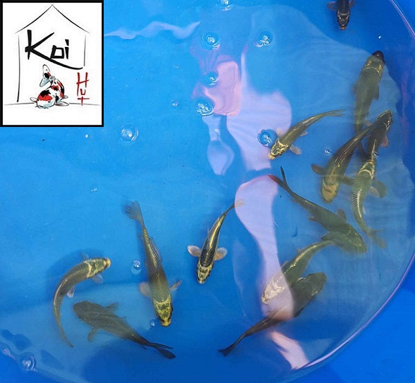 Ghost Koi
