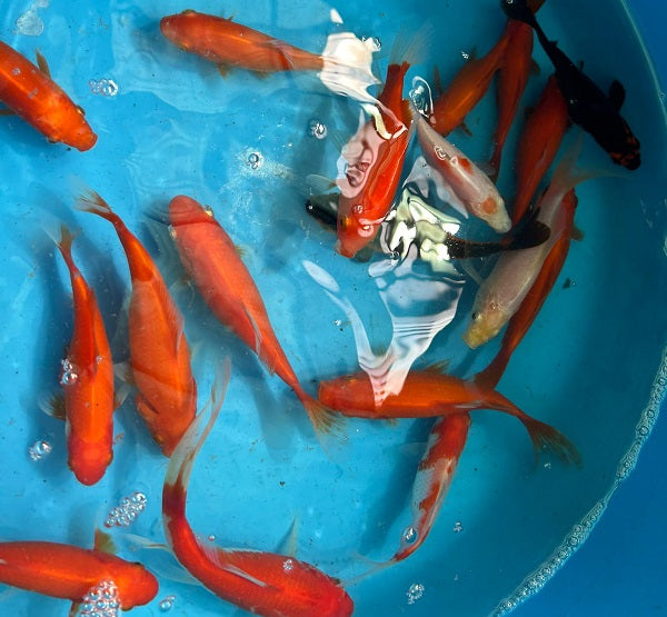Common Goldfish Mix