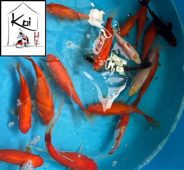 Common Goldfish Mix