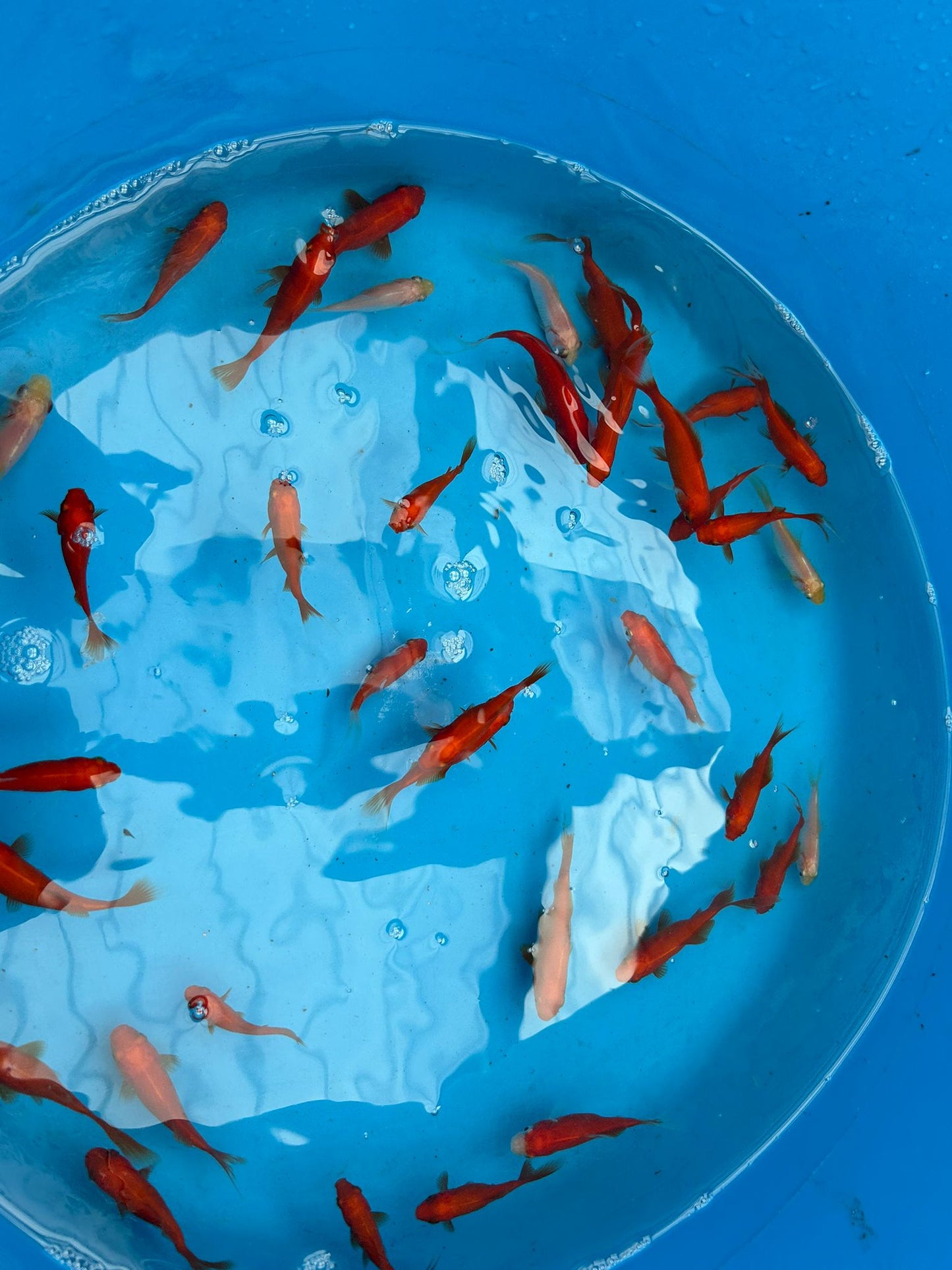 Common Goldfish Mix