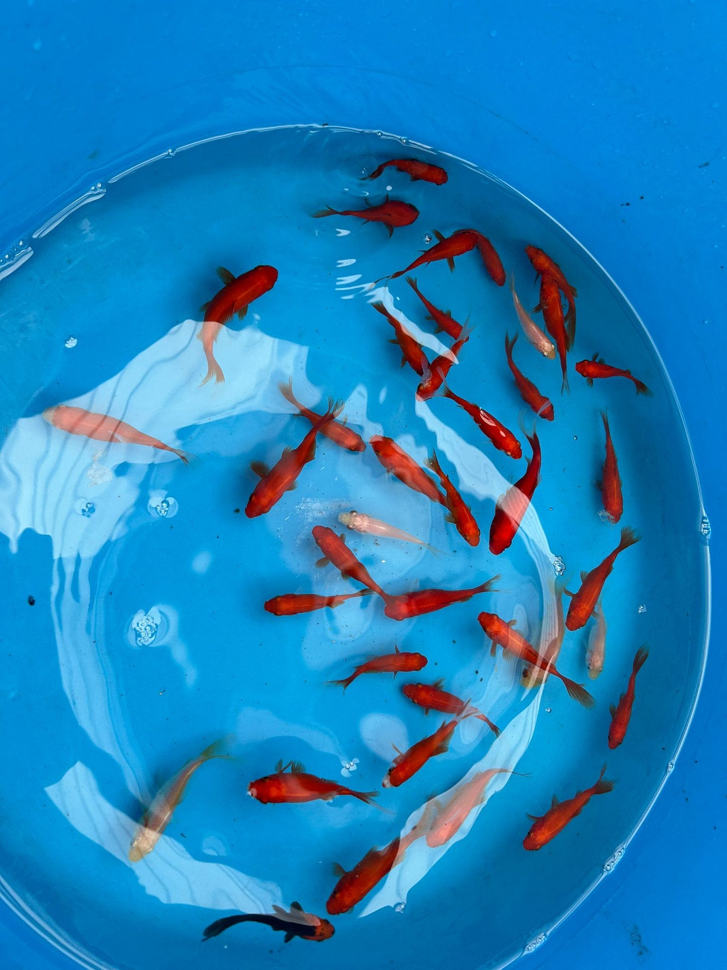 Common Goldfish Mix