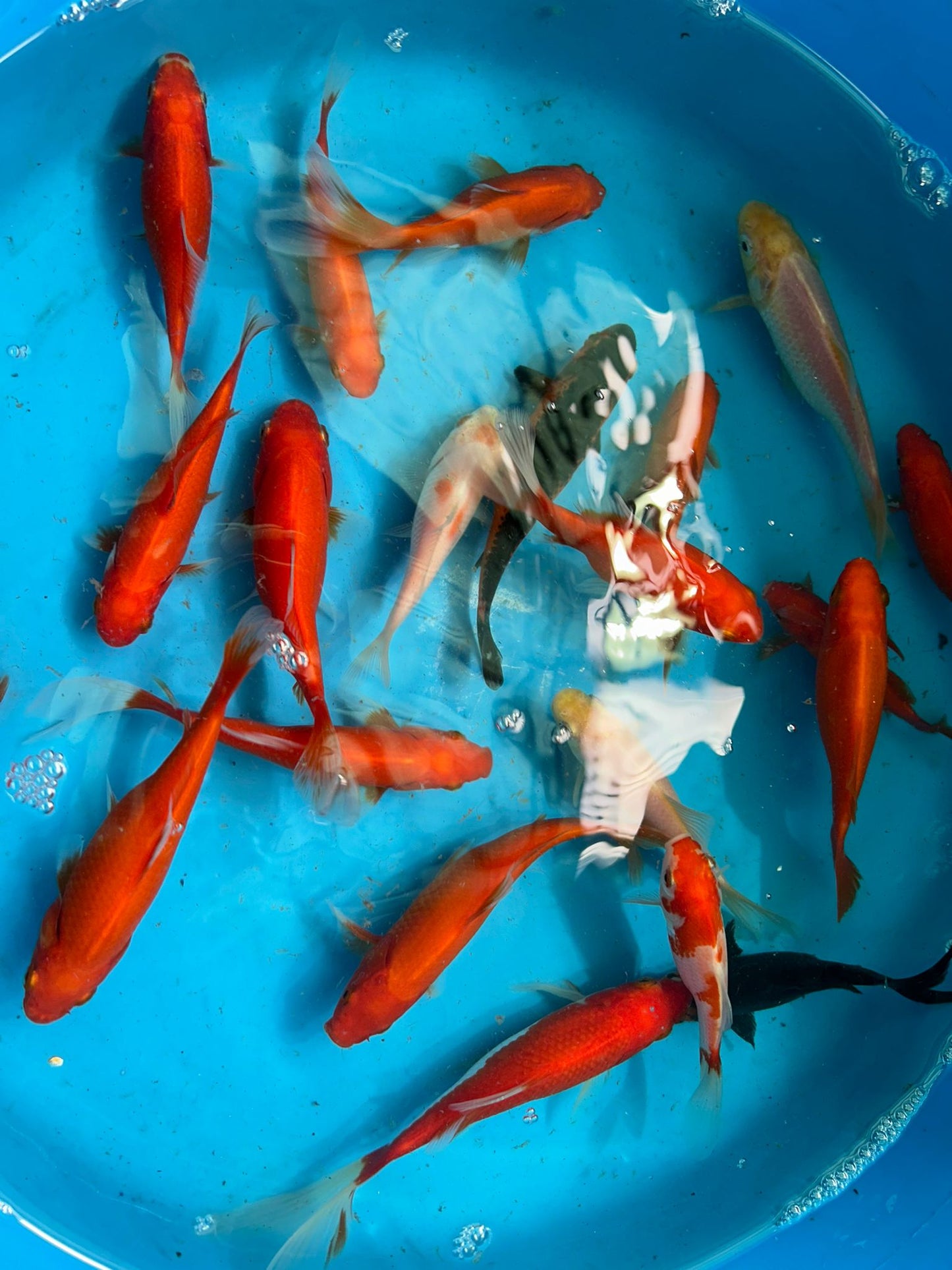 Common Goldfish Mix