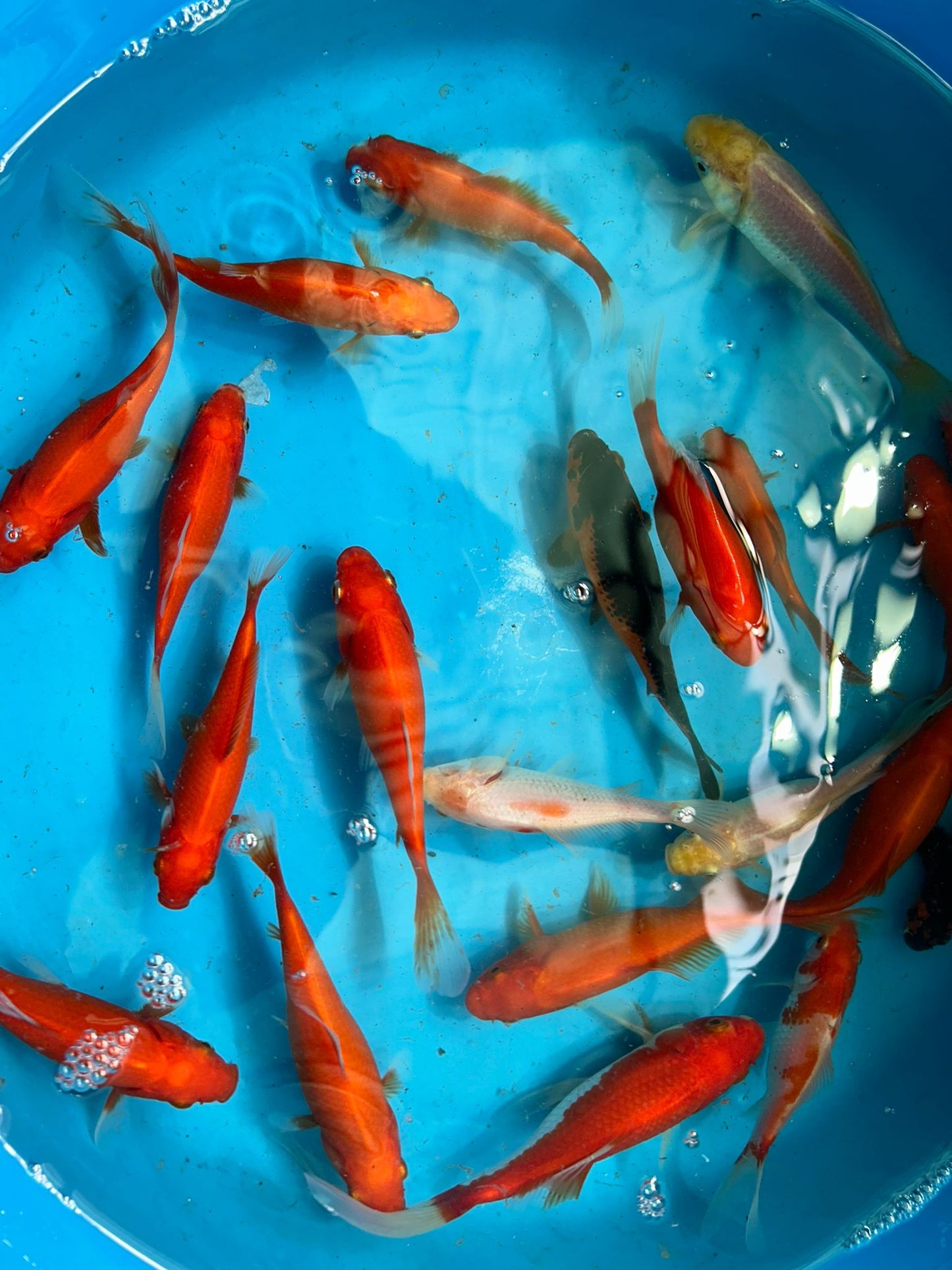 Common Goldfish Mix