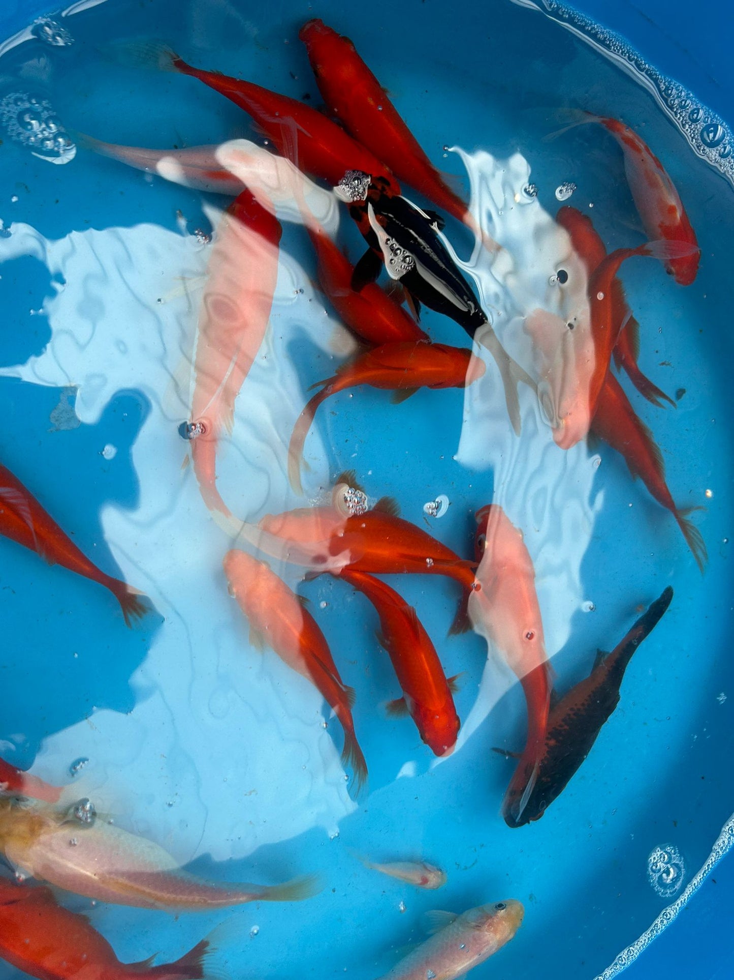 Common Goldfish Mix