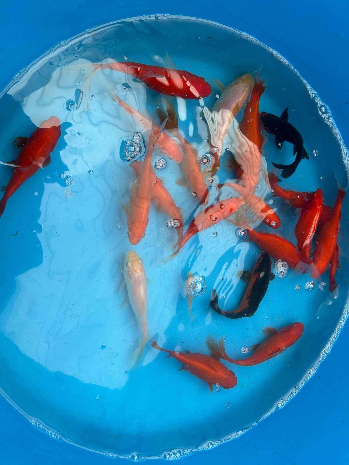 Common Goldfish Mix