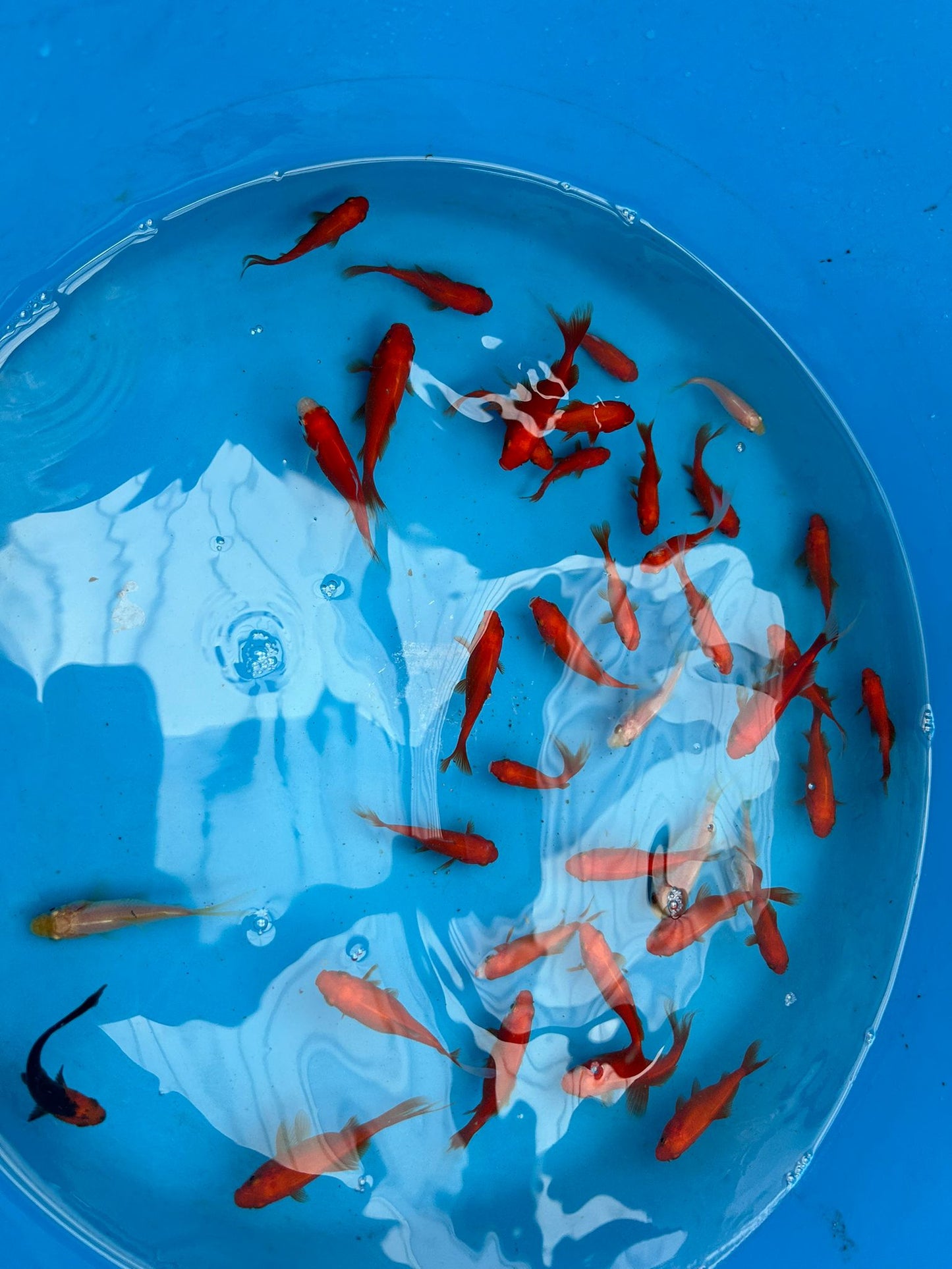 Common Goldfish Mix