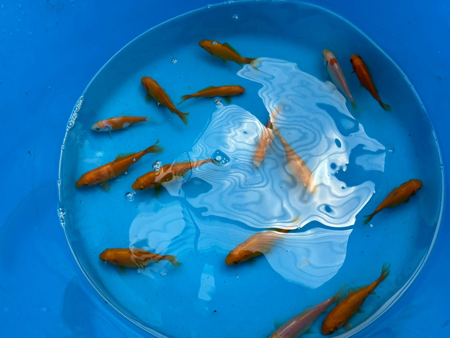 Canary Yellow Goldfish