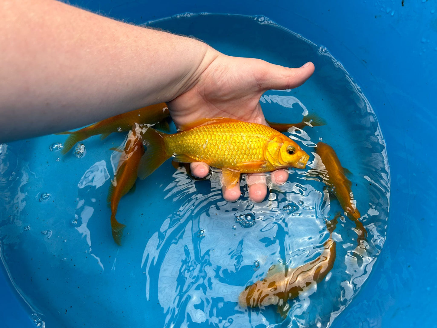 Canary Yellow Goldfish