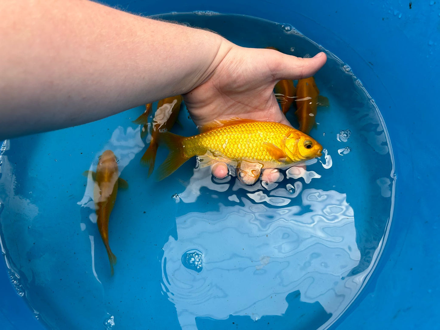 Canary Yellow Goldfish