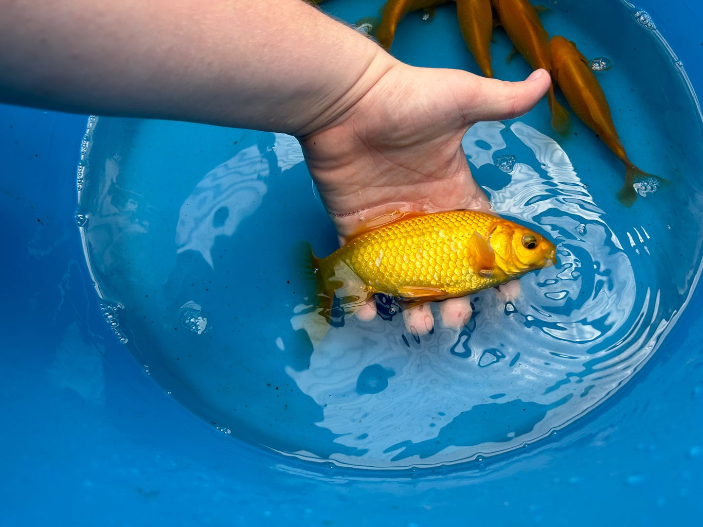 Canary Yellow Goldfish
