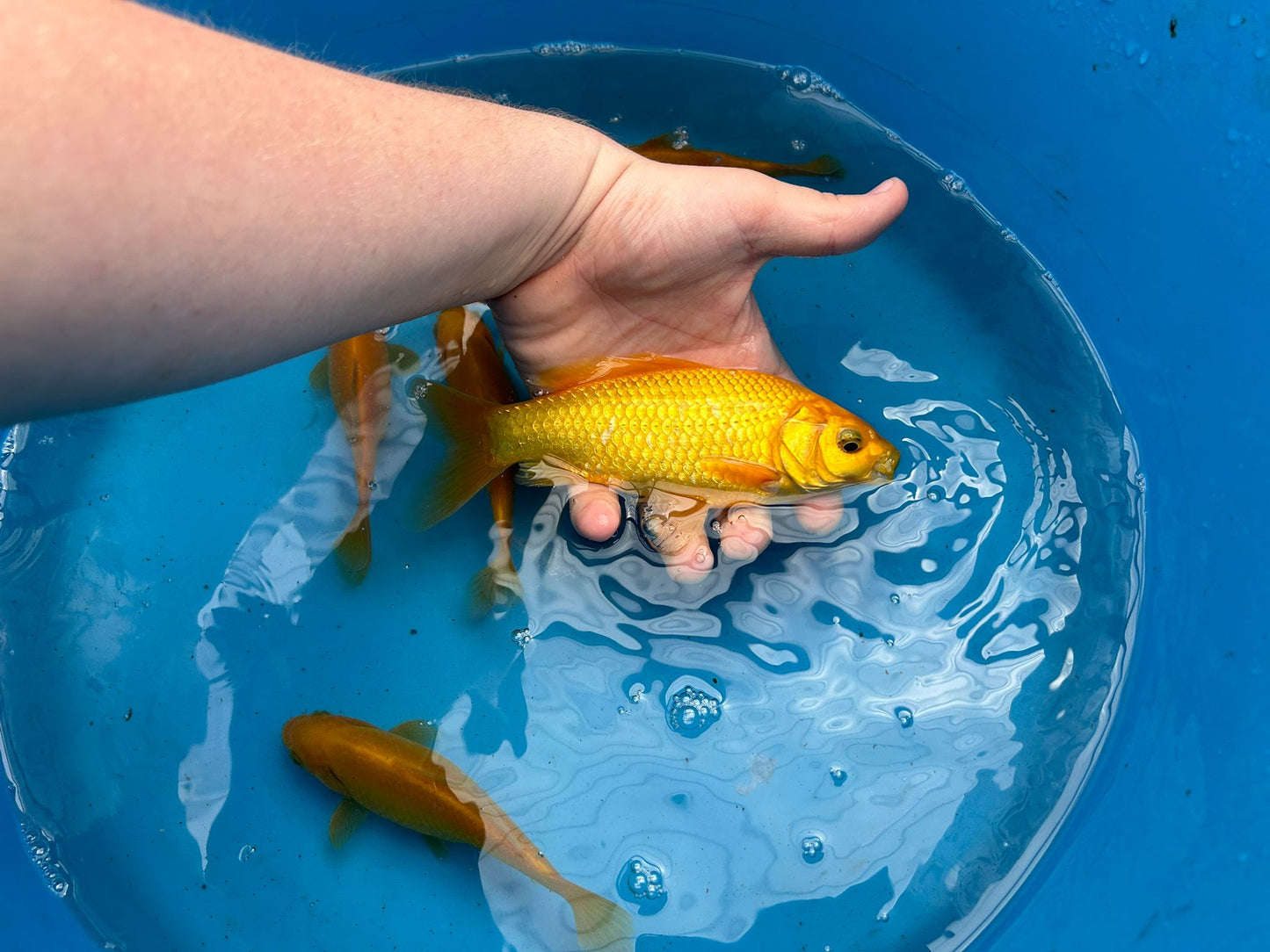 Canary Yellow Goldfish