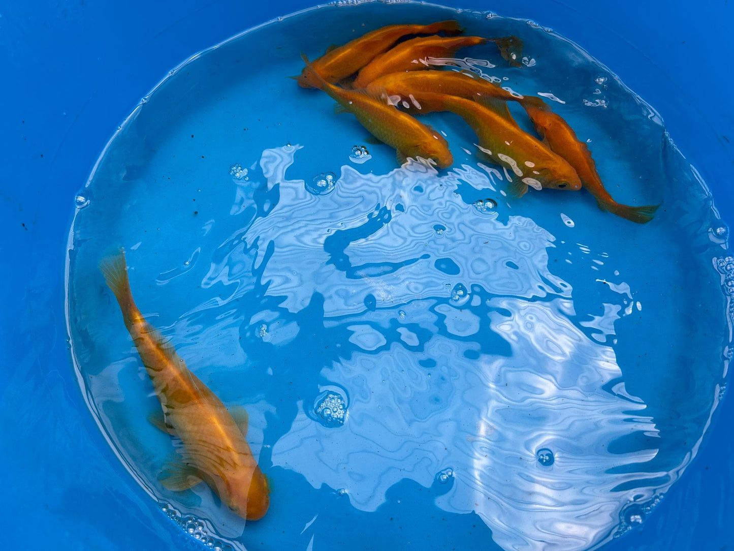 Canary Yellow Goldfish