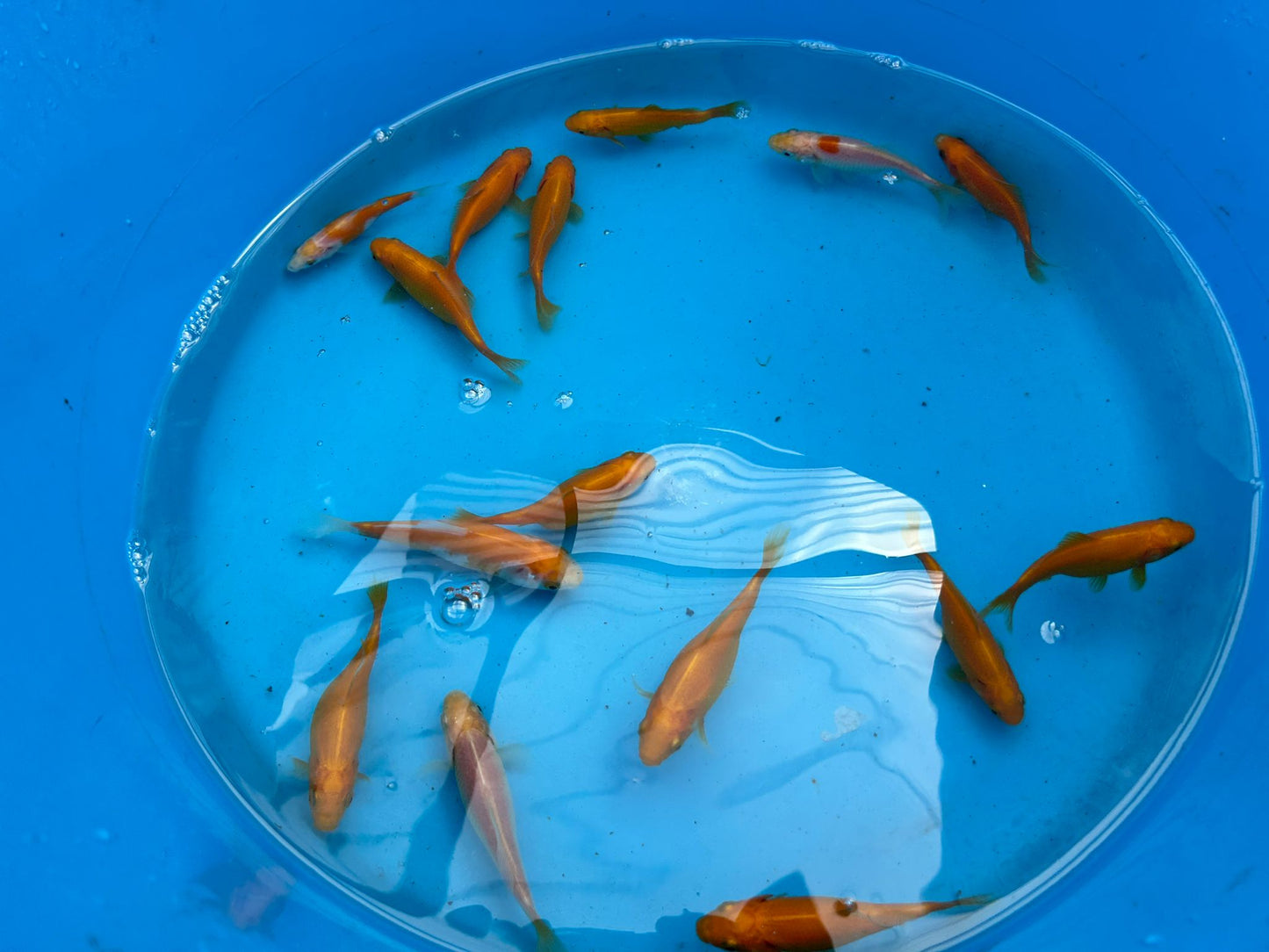 Canary Yellow Goldfish