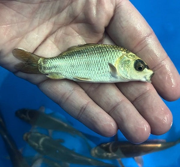 Ghost Koi