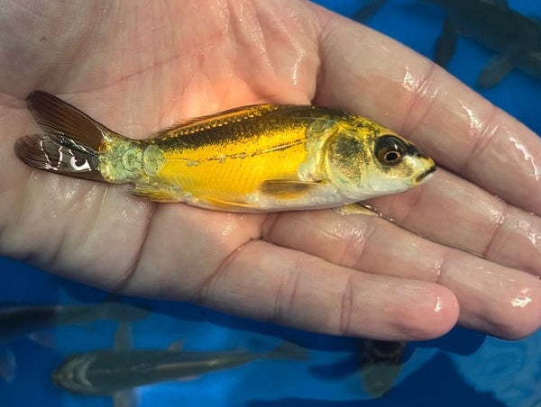 Ghost Koi
