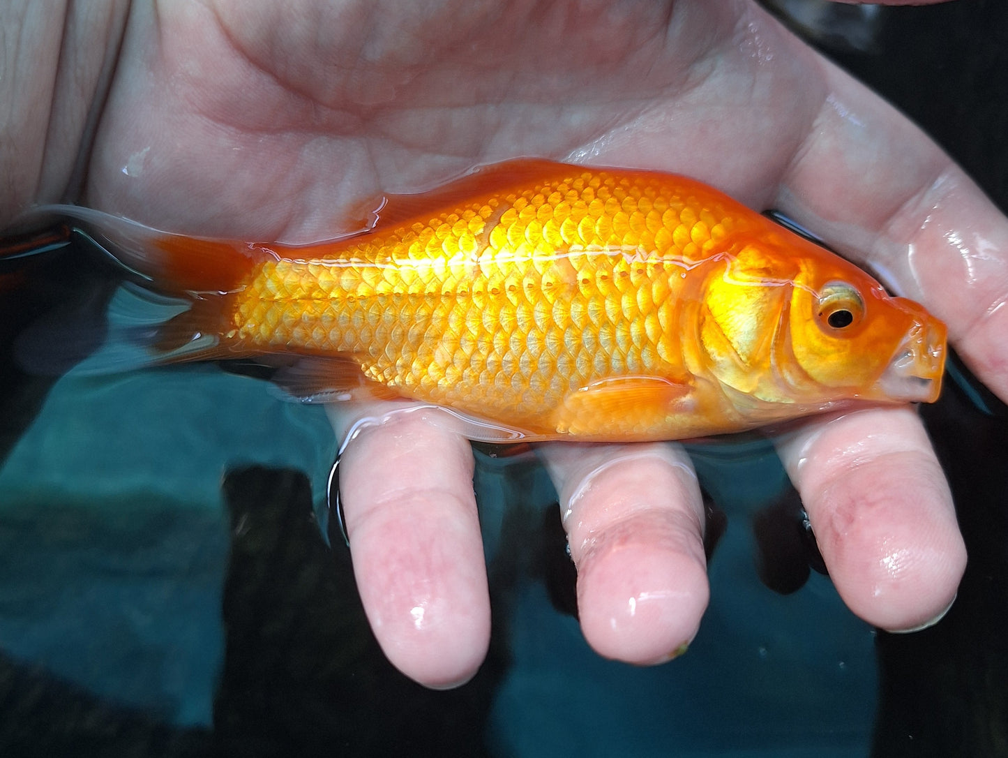 Common Goldfish