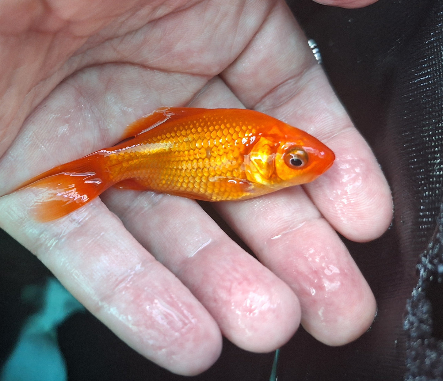 Common Goldfish