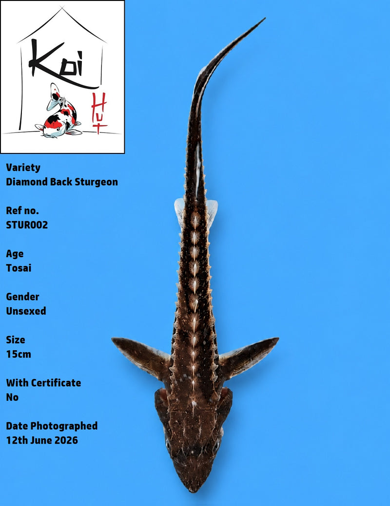 STUR002 - Diamond Back Sturgeon