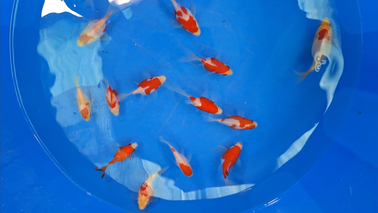 Tamasaba Goldfish
