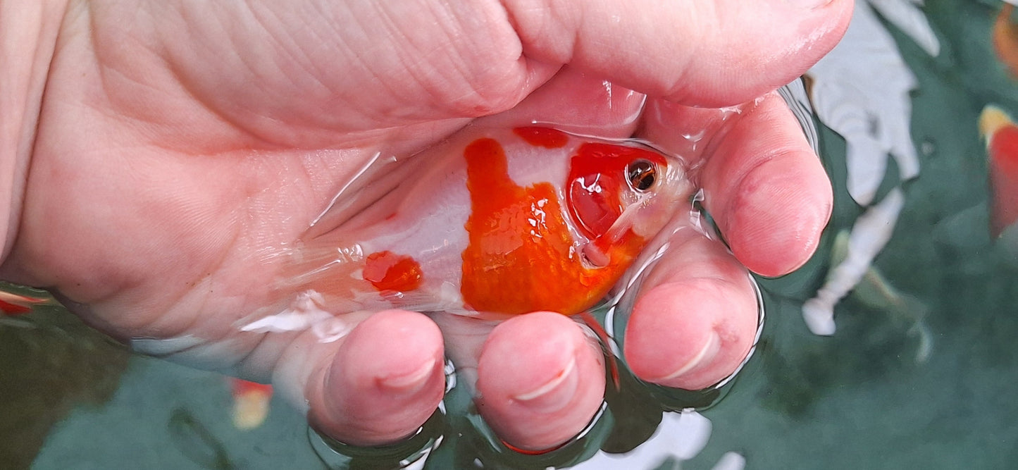 Tamasaba Goldfish