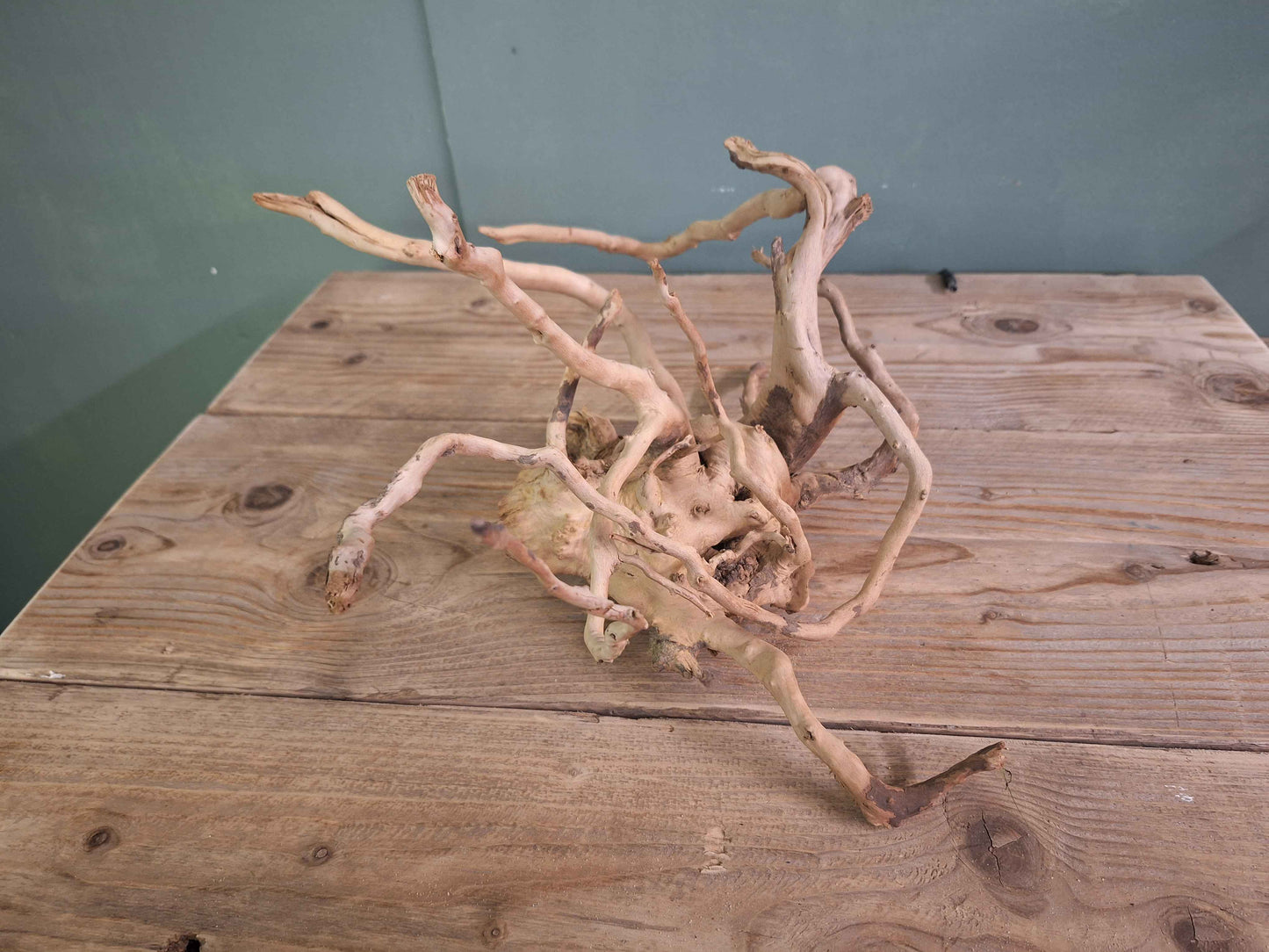 Spider Wood