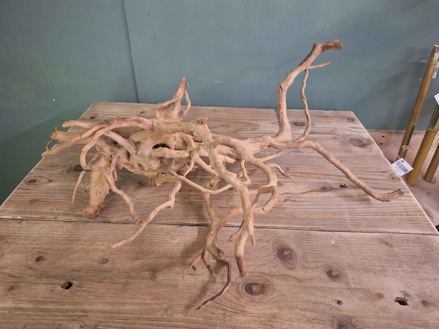 Spider Wood