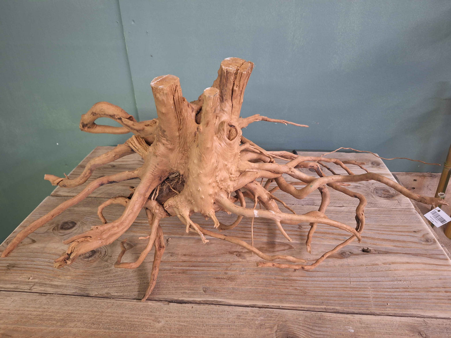 Spider Wood