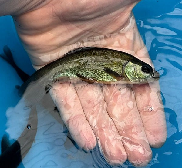 Tench