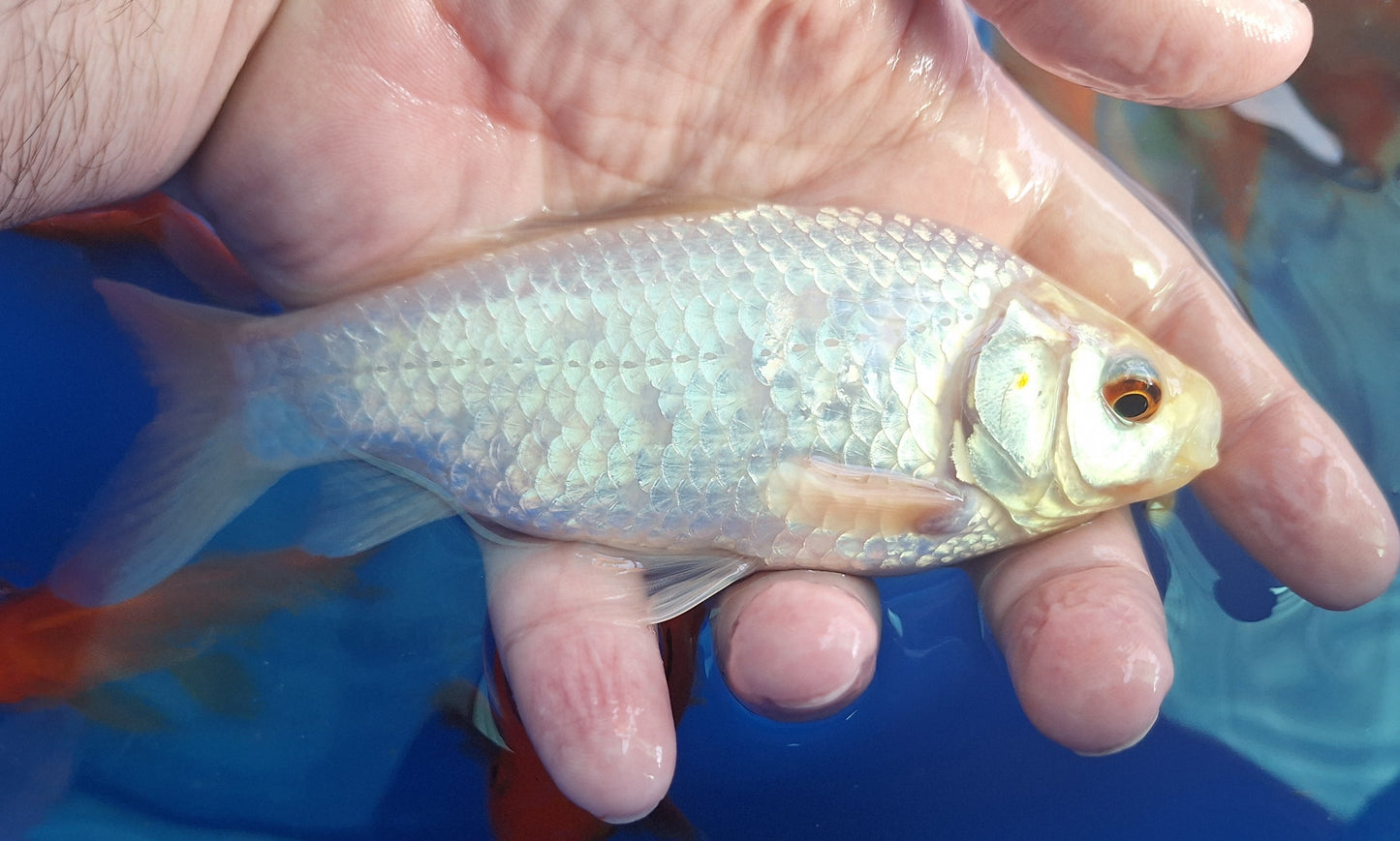 Common Goldfish