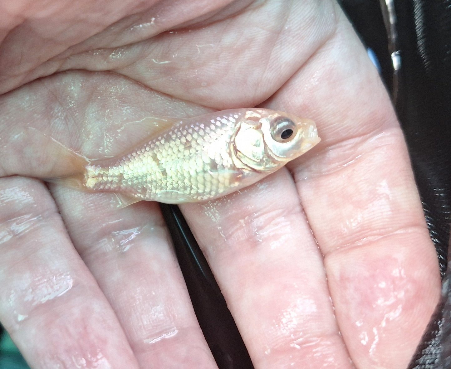 Common Goldfish