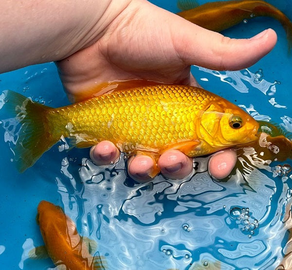 Canary Yellow Goldfish