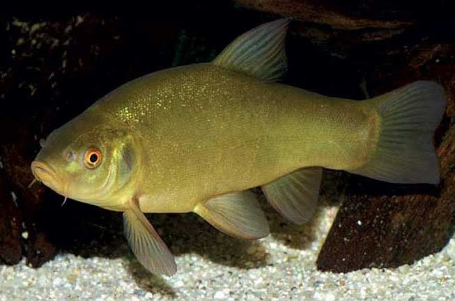 Tench Pond Fish – Koi Hut