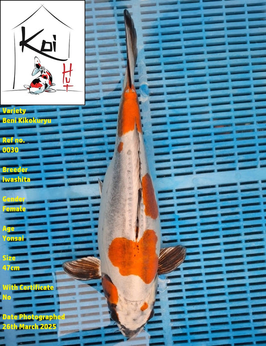 0030 - Beni Kikokuryu [Iwashita]