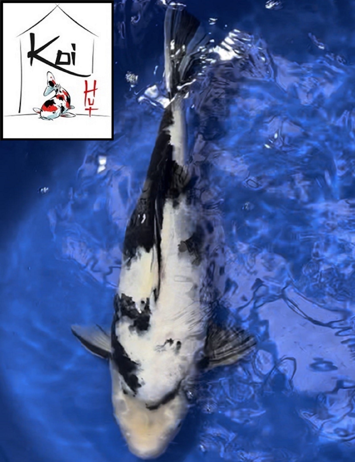 Koi Carp – Koi Hut