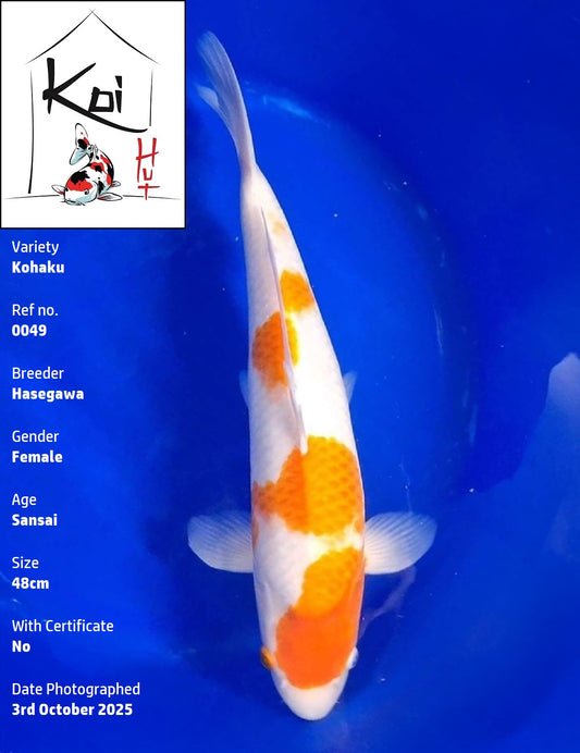 0049 - Kohaku [Hasegawa]