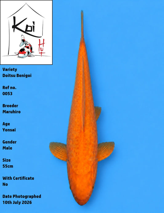 0053 - Doitsu Benigoi [Maruhiro]