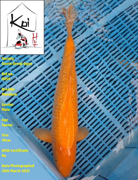 0054 - Ginrin Orenji Ogon [Maruhiro]