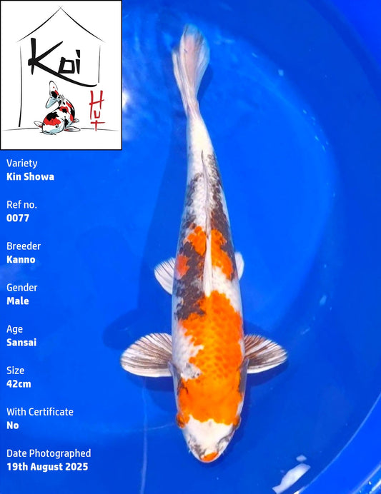 0077 - Kin Showa [Kanno]