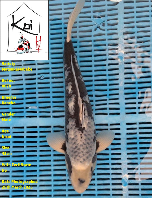 0078 - Matsukawabake [Kaneko]