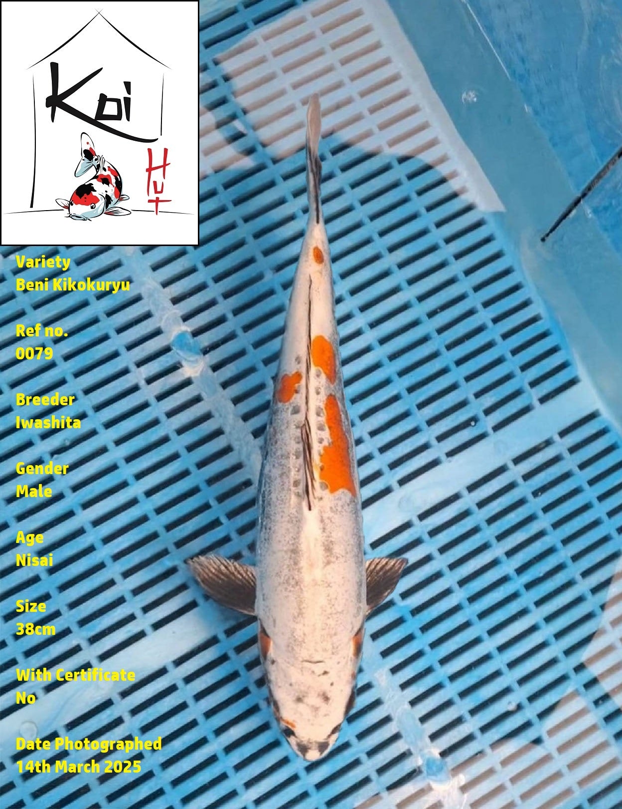 0079 - Beni Kikokuryu [Iwashita]